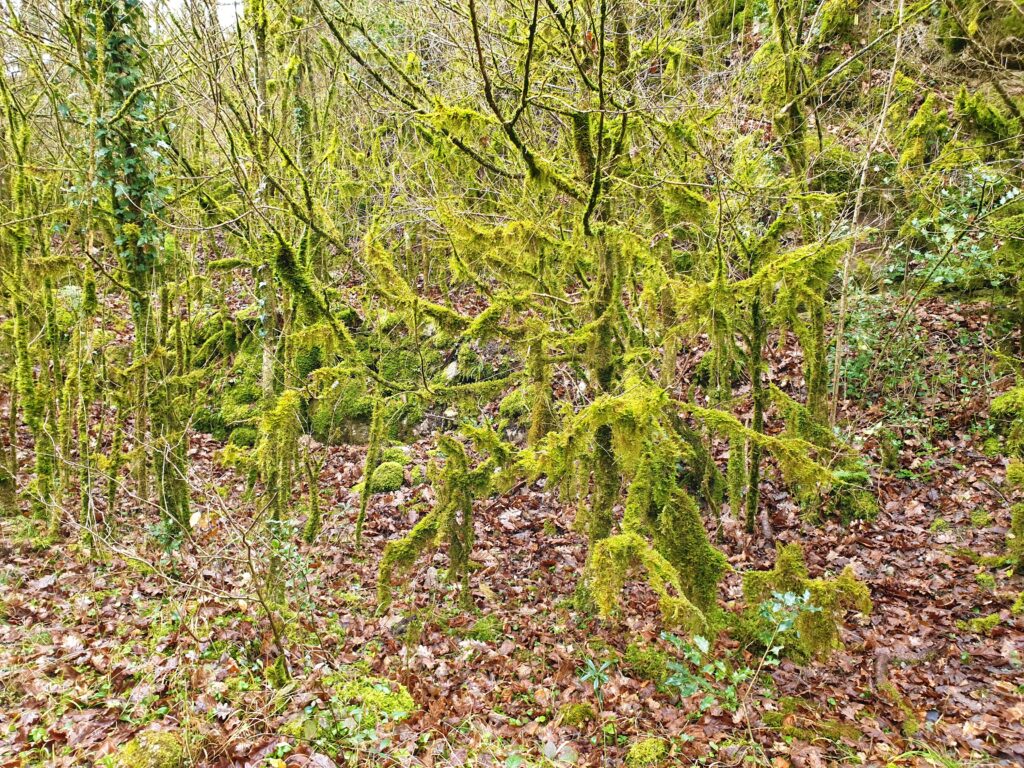 musgo en el bosque de la ruta al salt del brull en la garrotxa