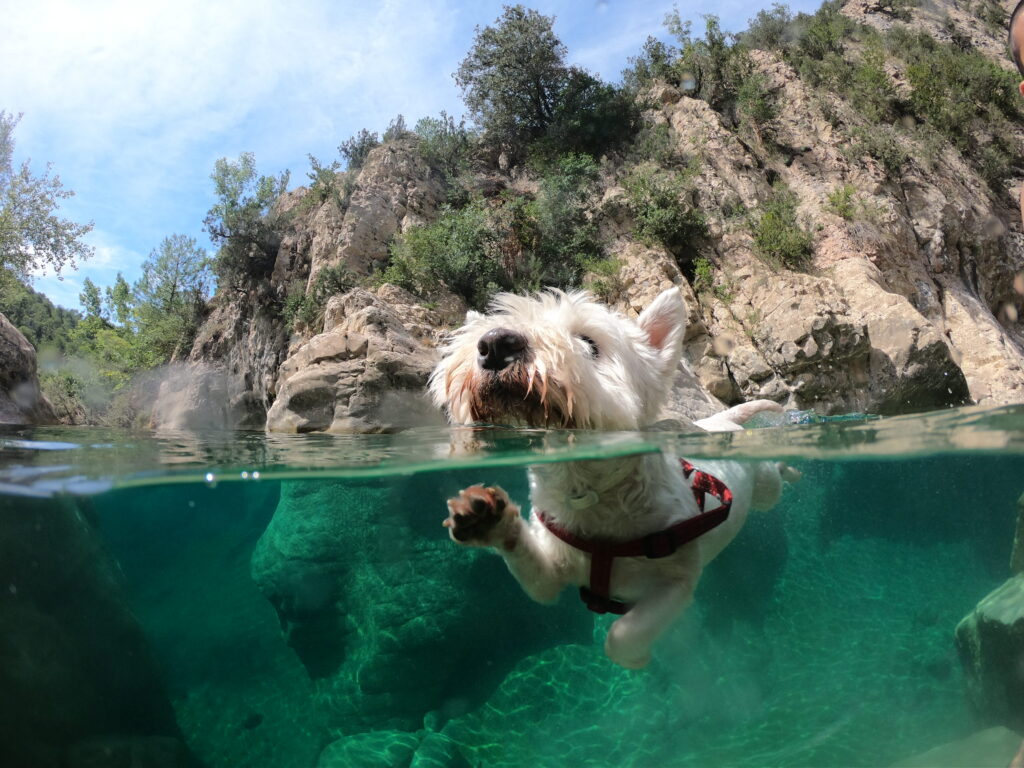 Perra nadando en el Forat de Bulí fotografiada con dome GoPro, Gorgs del Riu Rialb