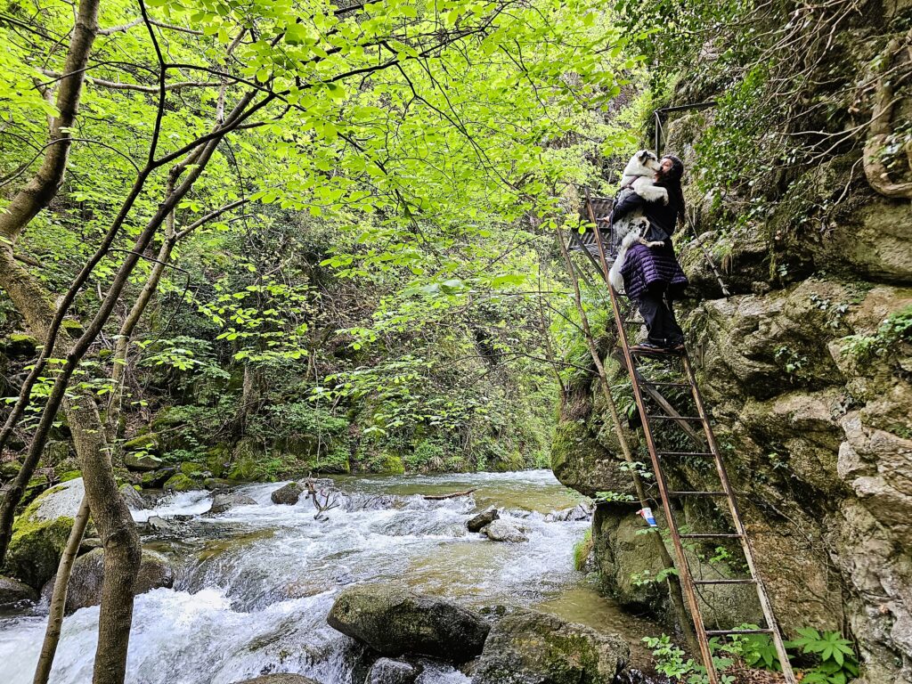persona con perro en brazos para cruzar un puente colgante en gorges carança, francia