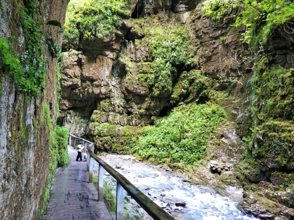 Pasarela de madera paralela al río en las Gorges de Kakuetta con perra y paredes de roca