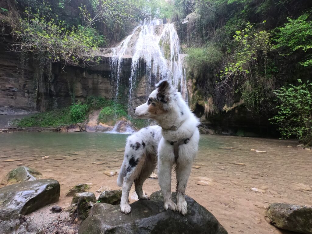 Perro frente al salt del roure en joanetes, la garrotxa